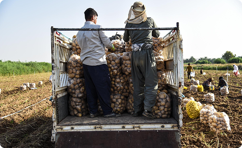 Inconsistent supply chain